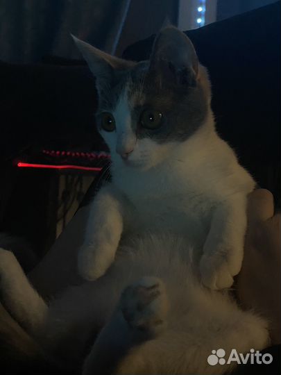 Котенок в добрые руки