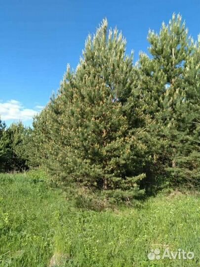 Сосна обыкновенная