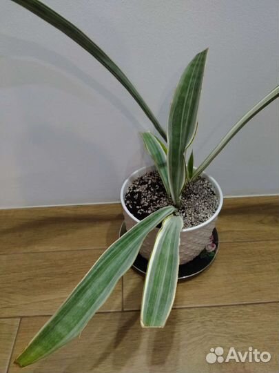 Сансевиерия манолин