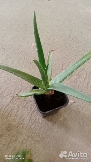 Комнатные растения цветы