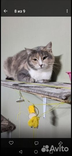 Кошки в добрые руки