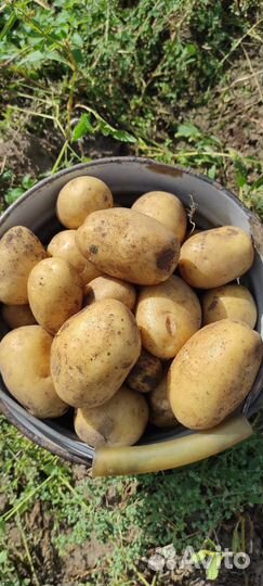 Картофель деревенский