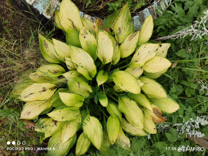 Ирисы.Дороникум.птицемлечни.хосты.манжетка.гейхера