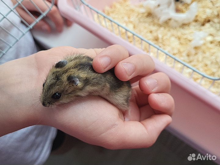 Джунгарские хомячки