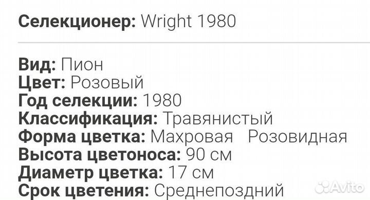 Пион The Fawn (Зе Фаун)