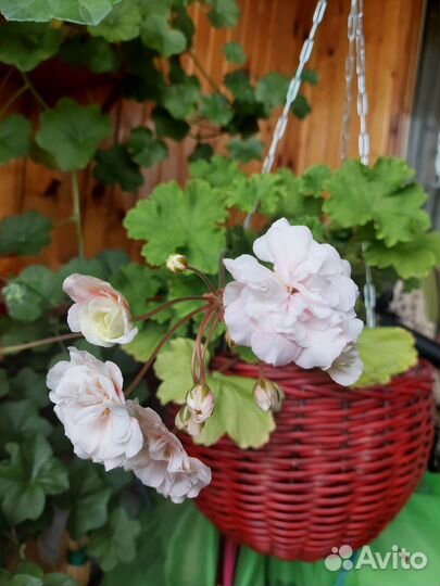 Пеларгония герань