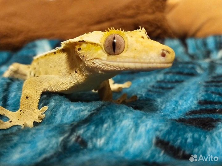 Реснитчатый бананоед (самец); Токи (самочка)