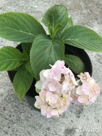 Гортензия Вечное лето