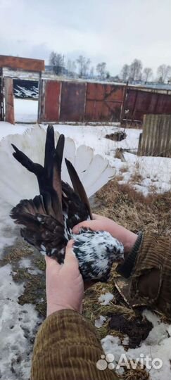 Николаевские голуби