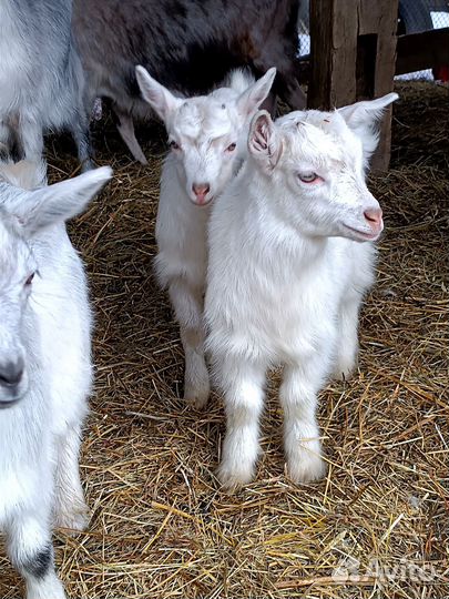 Зааненские козлята