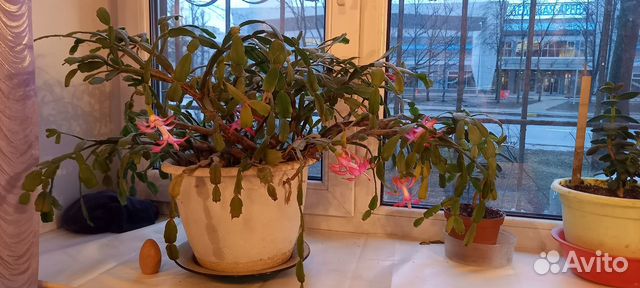 Цветущий декабрист