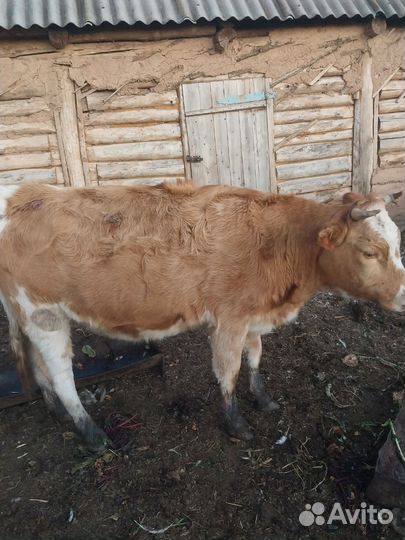 Телочка стельная