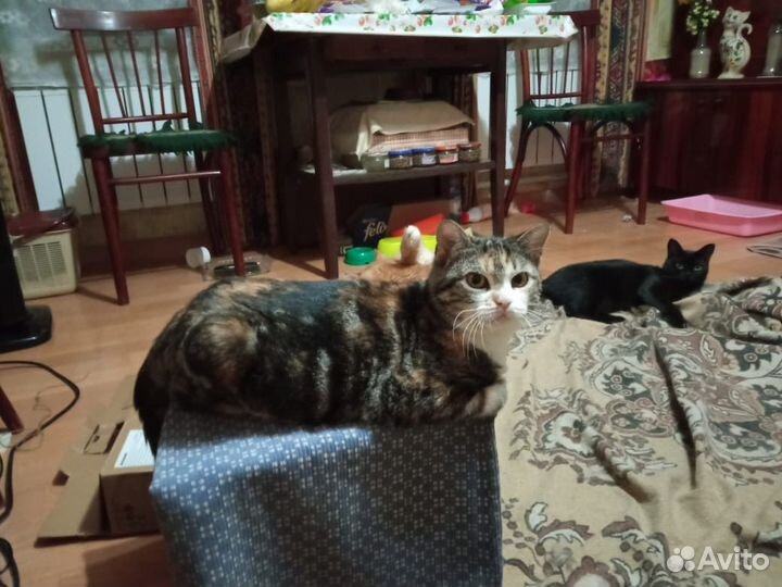Кошка