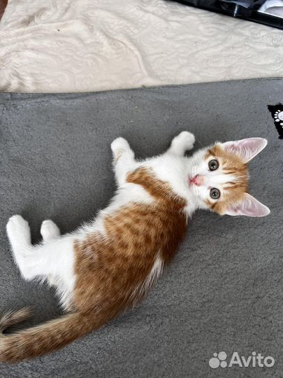 Котенок в добрые руки