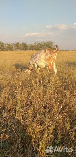 Козы нубийские