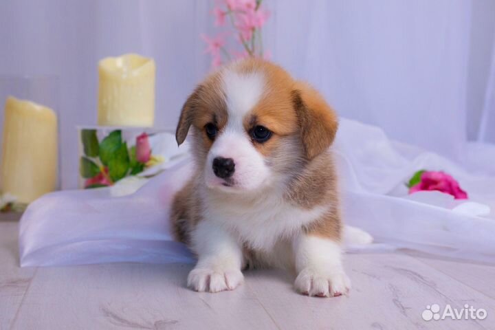 Вельш корги пемброк