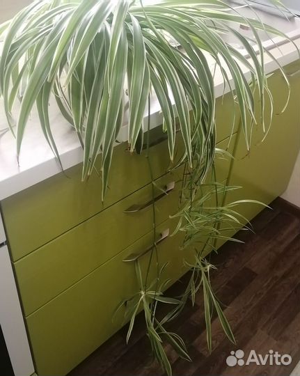 Хлорофитум большой