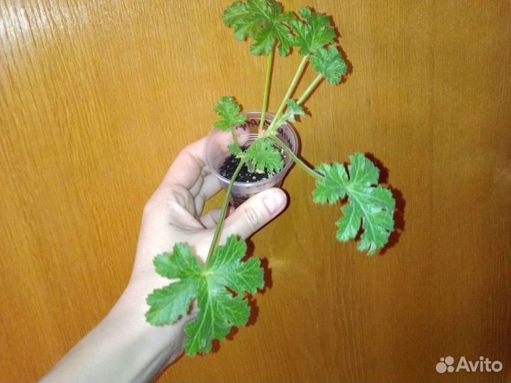 Герань душистая, 12 сортов