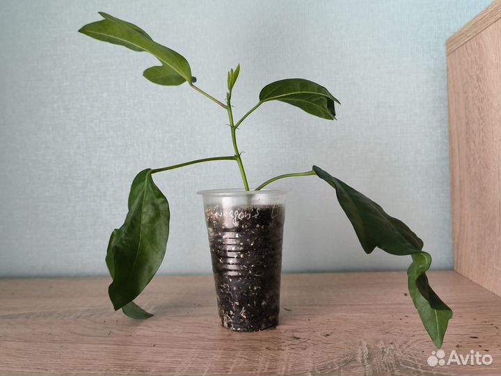 Сортовые гибискусы 2