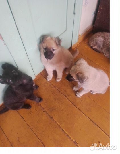 Щенок в добрые руки