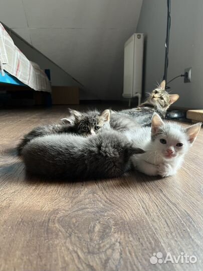 Котята в добрые руки