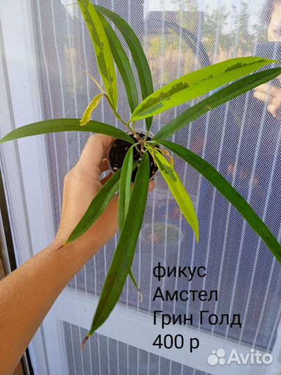 Сортовые фикусы. часть 3