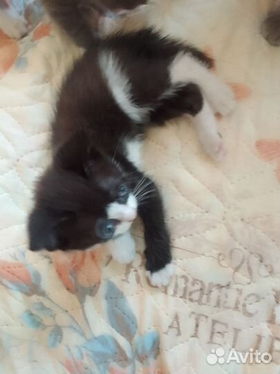 Кошка в дар бесплатно