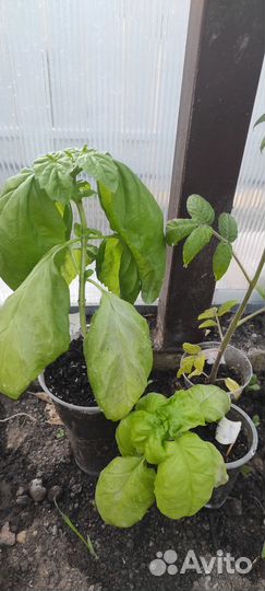 Рассада пряных трав