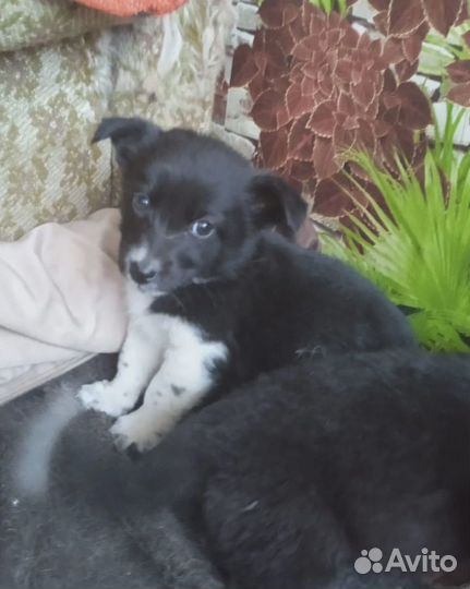 Щенок девочка в добрые руки маленькой собачки