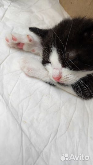 Котята милаши