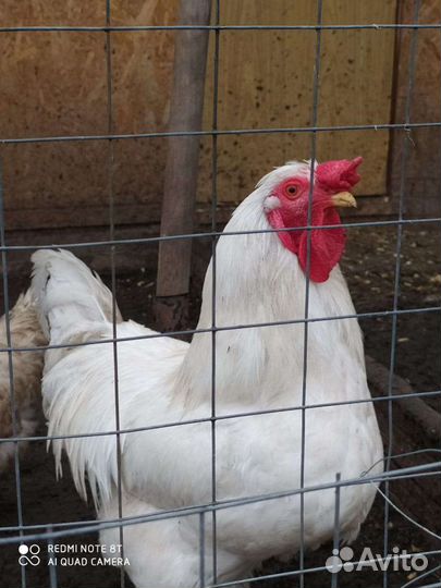 Куры молодки