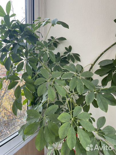 Комнатное растение Шеффлера