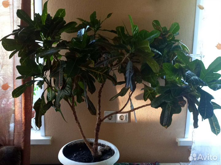 Кодиум Кротон