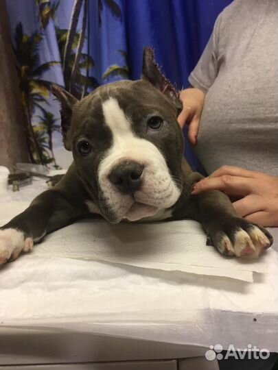 Собаки щенки американский булли