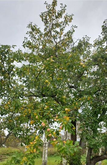 Участок 15 сот. (СНТ, ДНП)