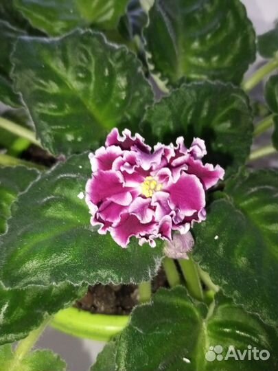 Глоксиния, фиалка