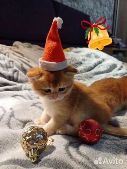 Котята золотая шиншилла