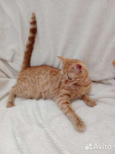 Кошечка подросток в добрые руки