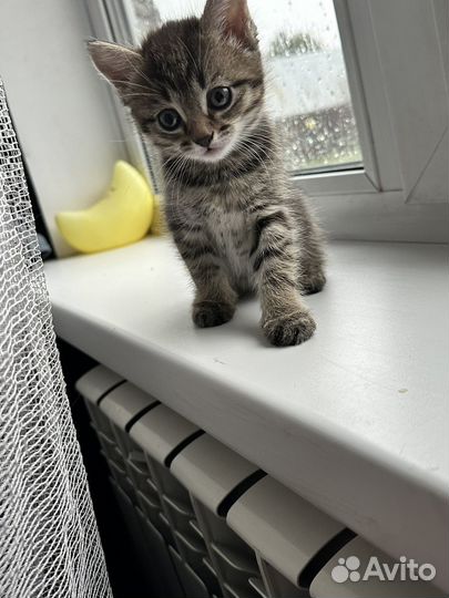 Котята