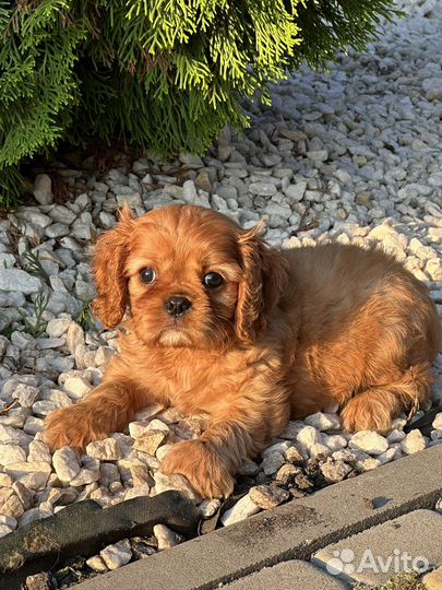 Кавалер спаниель рыжее солнышко