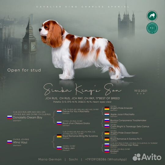 Кавалер кинг чарльз спаниель вязка