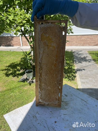 Рамка с медом