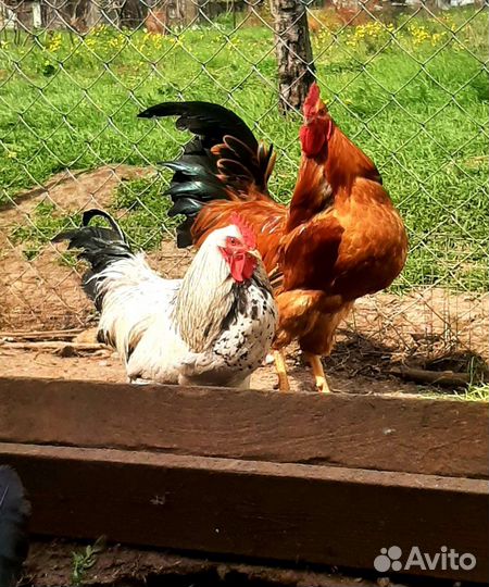 Петухи, утки мускусные