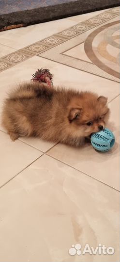 Щенки шпица