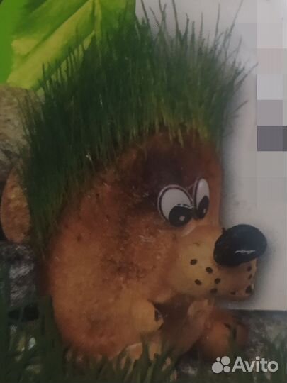 Подарок Травянчик растение сувенир