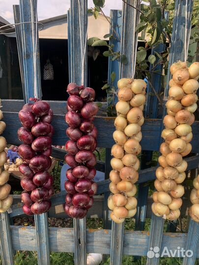 Лук в косах Ростовский в Ярославле