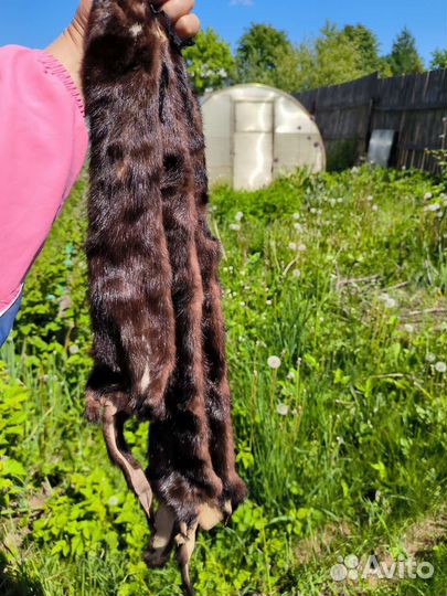 Шкуры норки