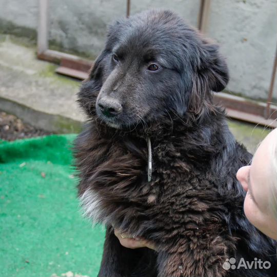 Мягкий добрый и деловой медведь в дар