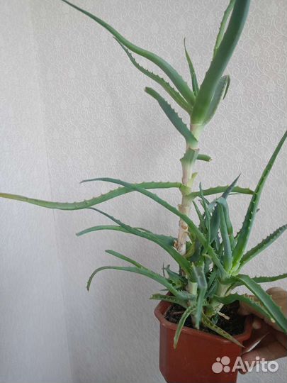 Комнатные растения разные