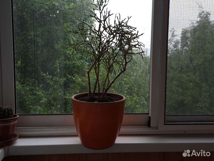 Суккулент хатиора